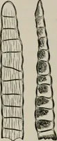 An illustration from The microscopy of vegetable foods, with special reference to the detection of adulteration and the diagnosis of mixtures (1916)