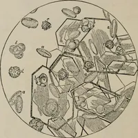An illustration from The microscopy of vegetable foods, with special reference to the detection of adulteration and the diagnosis of mixtures (1916)