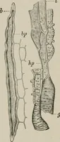 An illustration from The microscopy of vegetable foods, with special reference to the detection of adulteration and the diagnosis of mixtures (1916)