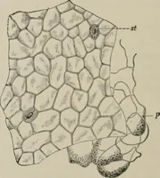 An illustration from The microscopy of vegetable foods, with special reference to the detection of adulteration and the diagnosis of mixtures (1916)
