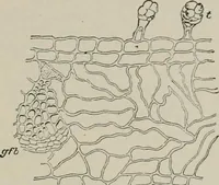 An illustration from The microscopy of vegetable foods, with special reference to the detection of adulteration and the diagnosis of mixtures (1916)