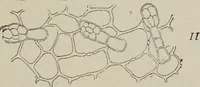 An illustration from The microscopy of vegetable foods, with special reference to the detection of adulteration and the diagnosis of mixtures (1916)