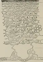 An illustration from The microscopy of vegetable foods, with special reference to the detection of adulteration and the diagnosis of mixtures (1916)