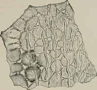 An illustration from The microscopy of vegetable foods, with special reference to the detection of adulteration and the diagnosis of mixtures (1916)
