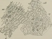 An illustration from The microscopy of vegetable foods, with special reference to the detection of adulteration and the diagnosis of mixtures (1916)