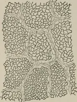 An illustration from The microscopy of vegetable foods, with special reference to the detection of adulteration and the diagnosis of mixtures (1916)