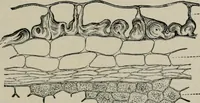 An illustration from The microscopy of vegetable foods, with special reference to the detection of adulteration and the diagnosis of mixtures (1916)