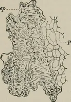 An illustration from The microscopy of vegetable foods, with special reference to the detection of adulteration and the diagnosis of mixtures (1916)