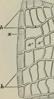 An illustration from The microscopy of vegetable foods, with special reference to the detection of adulteration and the diagnosis of mixtures (1916)