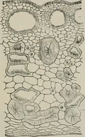 An illustration from The microscopy of vegetable foods, with special reference to the detection of adulteration and the diagnosis of mixtures (1916)