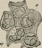 An illustration from The microscopy of vegetable foods, with special reference to the detection of adulteration and the diagnosis of mixtures (1916)