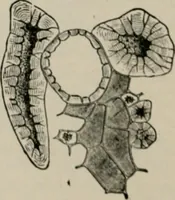 An illustration from The microscopy of vegetable foods, with special reference to the detection of adulteration and the diagnosis of mixtures (1916)