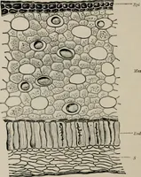 An illustration from The microscopy of vegetable foods, with special reference to the detection of adulteration and the diagnosis of mixtures (1916)