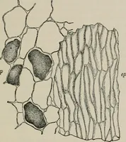 An illustration from The microscopy of vegetable foods, with special reference to the detection of adulteration and the diagnosis of mixtures (1916)
