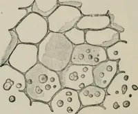 An illustration from The microscopy of vegetable foods, with special reference to the detection of adulteration and the diagnosis of mixtures (1916)