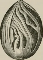 An illustration from The microscopy of vegetable foods, with special reference to the detection of adulteration and the diagnosis of mixtures (1916)