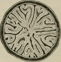 An illustration from The microscopy of vegetable foods, with special reference to the detection of adulteration and the diagnosis of mixtures (1916)