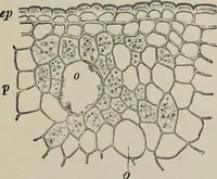 An illustration from The microscopy of vegetable foods, with special reference to the detection of adulteration and the diagnosis of mixtures (1916)