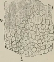 An illustration from The microscopy of vegetable foods, with special reference to the detection of adulteration and the diagnosis of mixtures (1916)