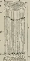 An illustration from The microscopy of vegetable foods, with special reference to the detection of adulteration and the diagnosis of mixtures (1916)