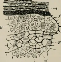 An illustration from The microscopy of vegetable foods, with special reference to the detection of adulteration and the diagnosis of mixtures (1916)