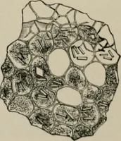 An illustration from The microscopy of vegetable foods, with special reference to the detection of adulteration and the diagnosis of mixtures (1916)