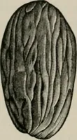 An illustration from The microscopy of vegetable foods, with special reference to the detection of adulteration and the diagnosis of mixtures (1916)