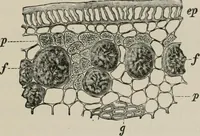 An illustration from The microscopy of vegetable foods, with special reference to the detection of adulteration and the diagnosis of mixtures (1916)