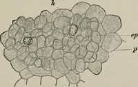An illustration from The microscopy of vegetable foods, with special reference to the detection of adulteration and the diagnosis of mixtures (1916)