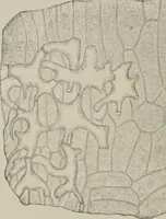 An illustration from The microscopy of vegetable foods, with special reference to the detection of adulteration and the diagnosis of mixtures (1916)