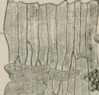 An illustration from The microscopy of vegetable foods, with special reference to the detection of adulteration and the diagnosis of mixtures (1916)