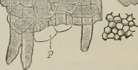 An illustration from The microscopy of vegetable foods, with special reference to the detection of adulteration and the diagnosis of mixtures (1916)