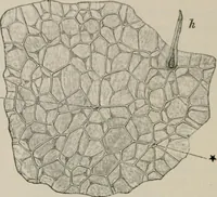 An illustration from The microscopy of vegetable foods, with special reference to the detection of adulteration and the diagnosis of mixtures (1916)