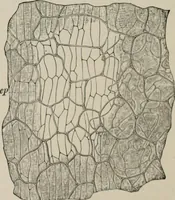 An illustration from The microscopy of vegetable foods, with special reference to the detection of adulteration and the diagnosis of mixtures (1916)