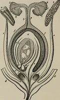 An illustration from The microscopy of vegetable foods, with special reference to the detection of adulteration and the diagnosis of mixtures (1916)