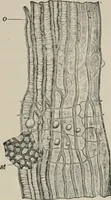 An illustration from The microscopy of vegetable foods, with special reference to the detection of adulteration and the diagnosis of mixtures (1916)
