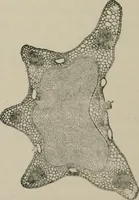 An illustration from The microscopy of vegetable foods, with special reference to the detection of adulteration and the diagnosis of mixtures (1916)