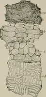 An illustration from The microscopy of vegetable foods, with special reference to the detection of adulteration and the diagnosis of mixtures (1916)