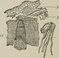 An illustration from The microscopy of vegetable foods, with special reference to the detection of adulteration and the diagnosis of mixtures (1916)