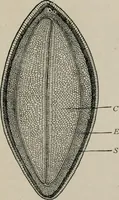An illustration from The microscopy of vegetable foods, with special reference to the detection of adulteration and the diagnosis of mixtures (1916)