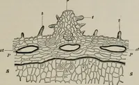 An illustration from The microscopy of vegetable foods, with special reference to the detection of adulteration and the diagnosis of mixtures (1916)