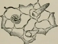 An illustration from The microscopy of vegetable foods, with special reference to the detection of adulteration and the diagnosis of mixtures (1916)