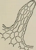 An illustration from The microscopy of vegetable foods, with special reference to the detection of adulteration and the diagnosis of mixtures (1916)