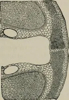 An illustration from The microscopy of vegetable foods, with special reference to the detection of adulteration and the diagnosis of mixtures (1916)