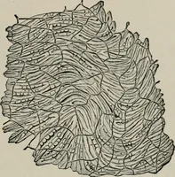 An illustration from The microscopy of vegetable foods, with special reference to the detection of adulteration and the diagnosis of mixtures (1916)
