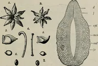 An illustration from The microscopy of vegetable foods, with special reference to the detection of adulteration and the diagnosis of mixtures (1916)