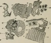 An illustration from The microscopy of vegetable foods, with special reference to the detection of adulteration and the diagnosis of mixtures (1916)