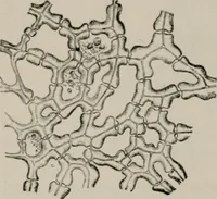 An illustration from The microscopy of vegetable foods, with special reference to the detection of adulteration and the diagnosis of mixtures (1916)