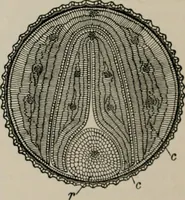 An illustration from The microscopy of vegetable foods, with special reference to the detection of adulteration and the diagnosis of mixtures (1916)