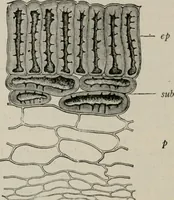 An illustration from The microscopy of vegetable foods, with special reference to the detection of adulteration and the diagnosis of mixtures (1916)
